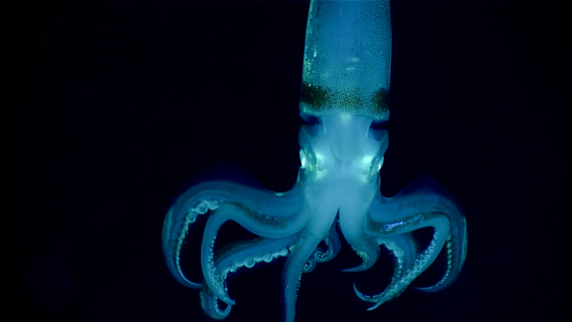 squid